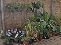 Partij planten - afbeelding 1 van  9