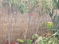 Partij planten - afbeelding 2 van  9