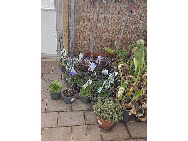 Partij planten - afbeelding 3 van  9