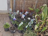 Partij planten - afbeelding 3 van  9