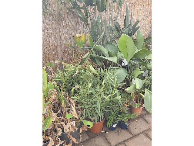 Partij planten - afbeelding 4 van  9