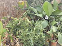 Partij planten - afbeelding 4 van  9