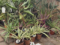 Partij planten - afbeelding 5 van  9