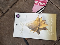 Partij planten - afbeelding 6 van  9