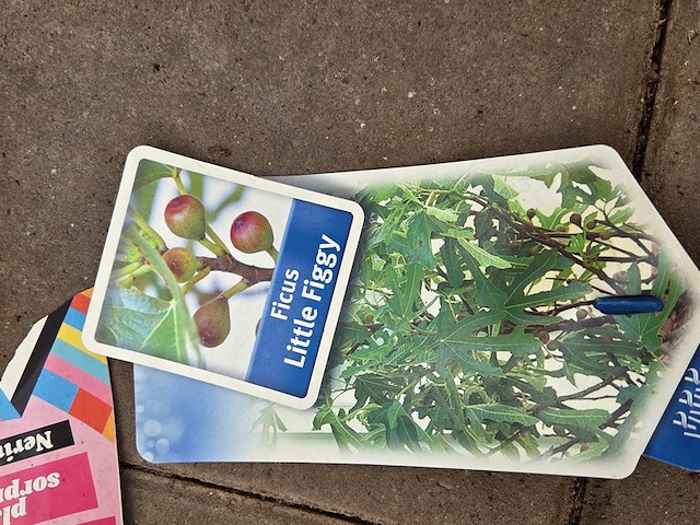 Partij planten - afbeelding 8 van  9