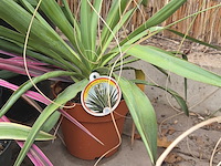 Partij planten - afbeelding 9 van  9