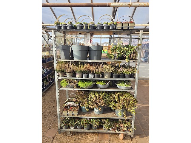 Partij planten - afbeelding 1 van  9