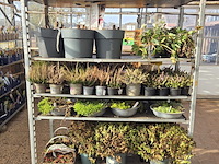 Partij planten - afbeelding 1 van  9