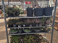 Partij planten - afbeelding 2 van  9