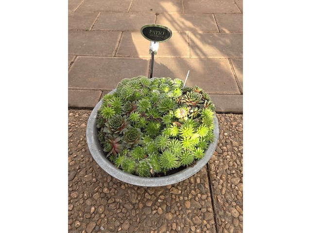 Partij planten - afbeelding 3 van  9