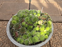 Partij planten - afbeelding 3 van  9