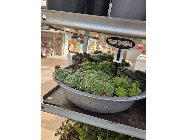 Partij planten - afbeelding 4 van  9