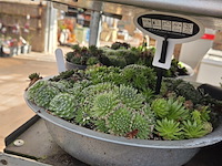 Partij planten - afbeelding 4 van  9