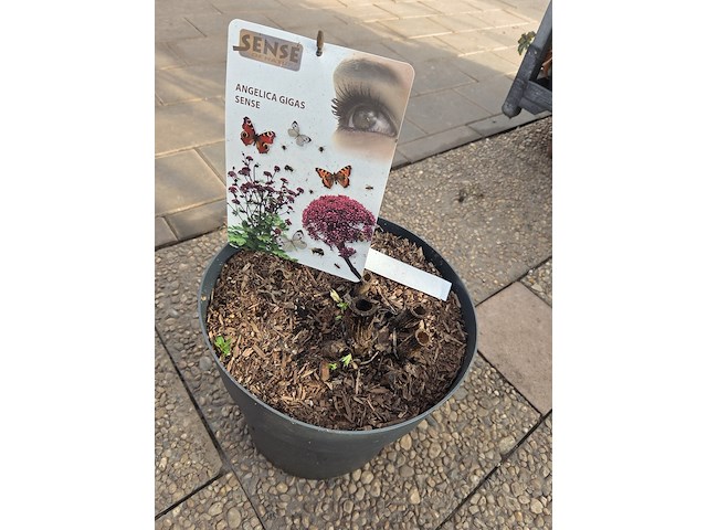 Partij planten - afbeelding 5 van  9