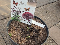 Partij planten - afbeelding 5 van  9