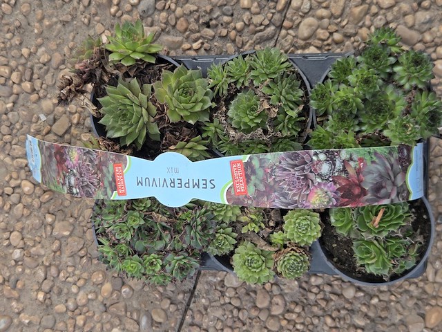 Partij planten - afbeelding 6 van  9