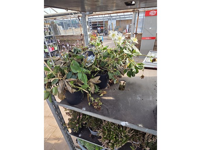 Partij planten - afbeelding 7 van  9