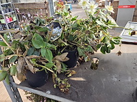 Partij planten - afbeelding 7 van  9