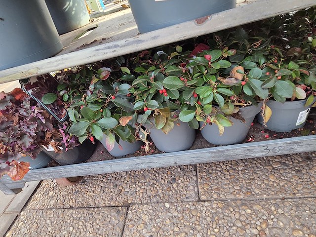 Partij planten - afbeelding 8 van  9