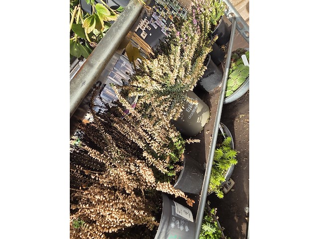 Partij planten - afbeelding 9 van  9