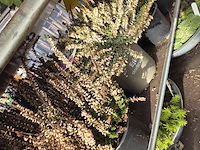 Partij planten - afbeelding 9 van  9