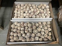 Partij pubescens 10cm wire white wash (1000x) - afbeelding 2 van  4