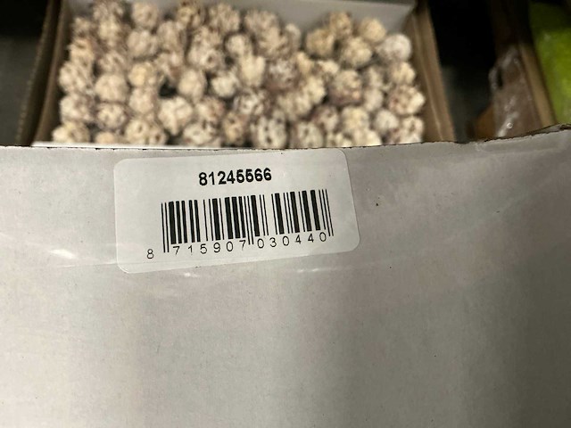 Partij pubescens 10cm wire white wash (1000x) - afbeelding 4 van  4