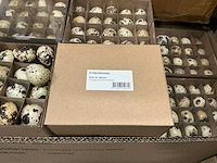 Partij quaileggs real natural (3600x) - afbeelding 3 van  3