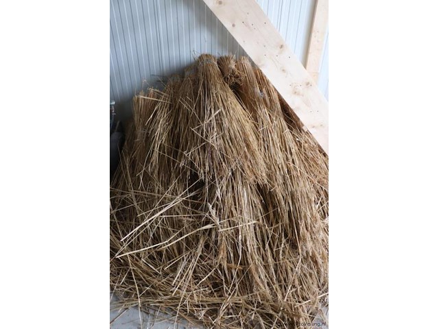 Partij riet - afbeelding 1 van  4