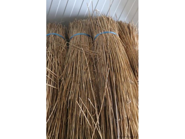 Partij riet - afbeelding 3 van  4