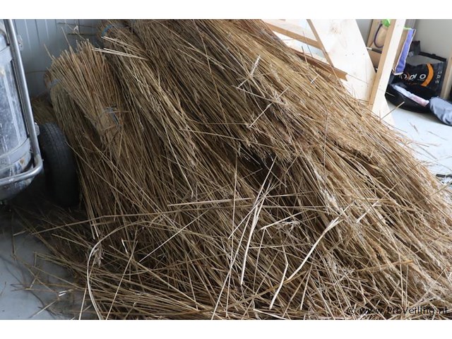 Partij riet - afbeelding 4 van  4