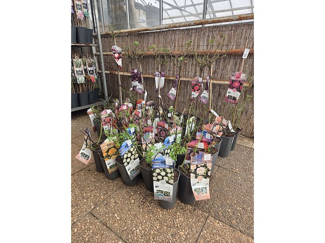 Partij rozenstruiken - afbeelding 1 van  8