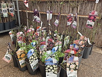 Partij rozenstruiken - afbeelding 1 van  8