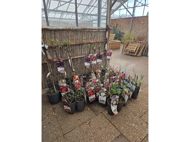 Partij rozenstruiken - afbeelding 2 van  8