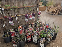 Partij rozenstruiken - afbeelding 2 van  8