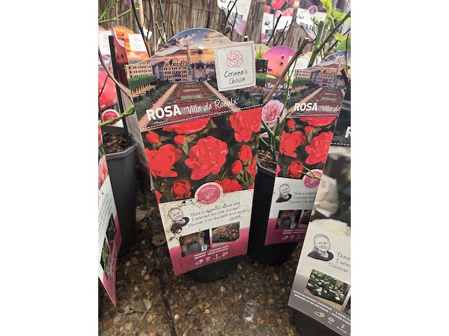 Partij rozenstruiken - afbeelding 3 van  8