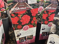 Partij rozenstruiken - afbeelding 3 van  8