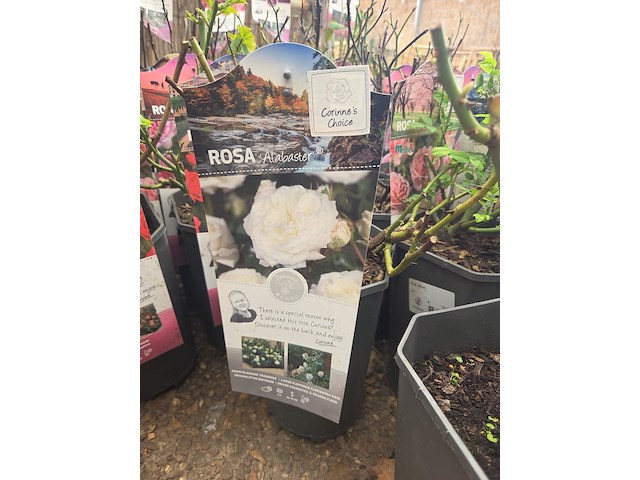 Partij rozenstruiken - afbeelding 4 van  8