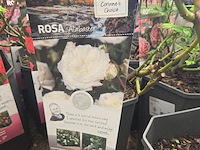 Partij rozenstruiken - afbeelding 4 van  8