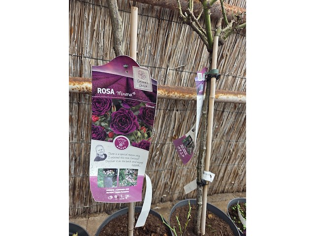 Partij rozenstruiken - afbeelding 5 van  8