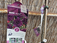 Partij rozenstruiken - afbeelding 5 van  8