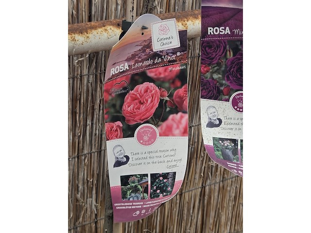 Partij rozenstruiken - afbeelding 6 van  8