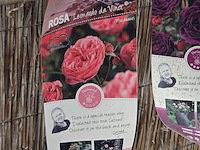 Partij rozenstruiken - afbeelding 6 van  8