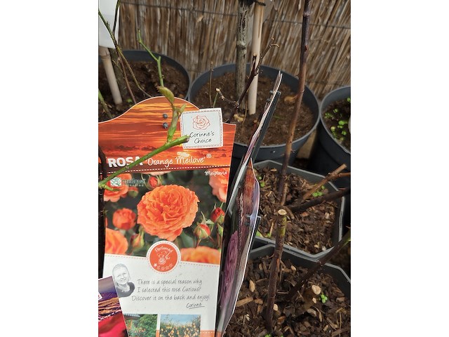 Partij rozenstruiken - afbeelding 7 van  8