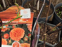 Partij rozenstruiken - afbeelding 7 van  8