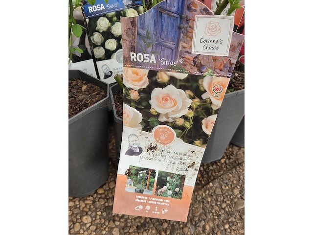 Partij rozenstruiken - afbeelding 8 van  8