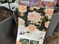 Partij rozenstruiken - afbeelding 8 van  8