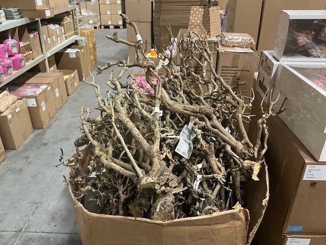 Partij steel sering medium l60-75cm (48x) - afbeelding 1 van  7