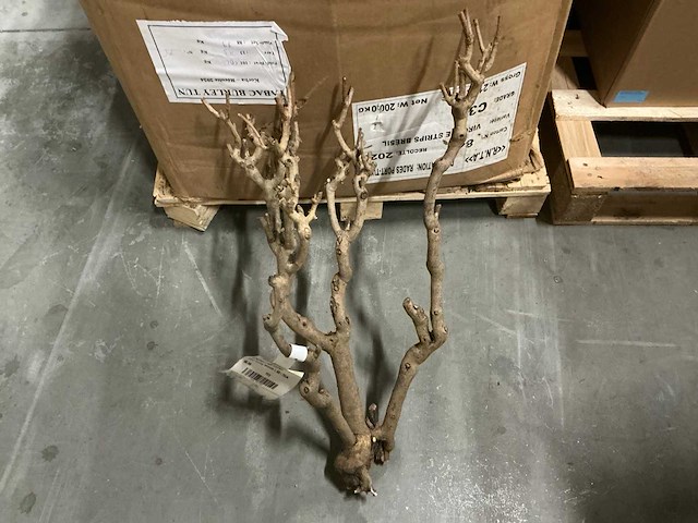 Partij steel sering medium l60-75cm (48x) - afbeelding 2 van  7