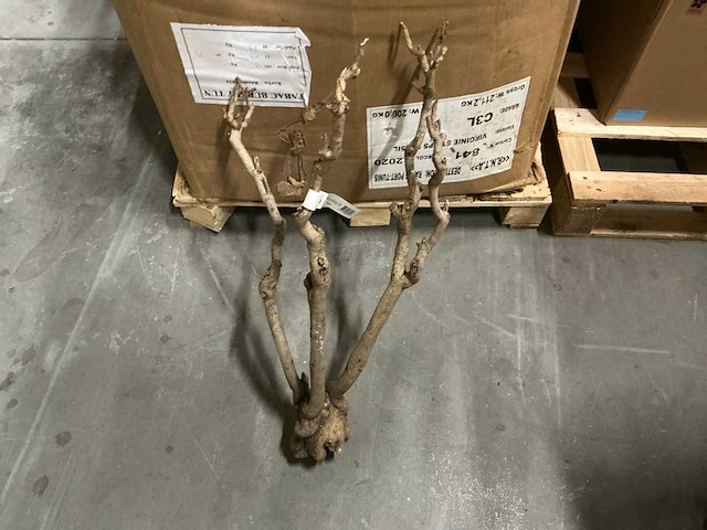 Partij steel sering medium l60-75cm (48x) - afbeelding 3 van  7